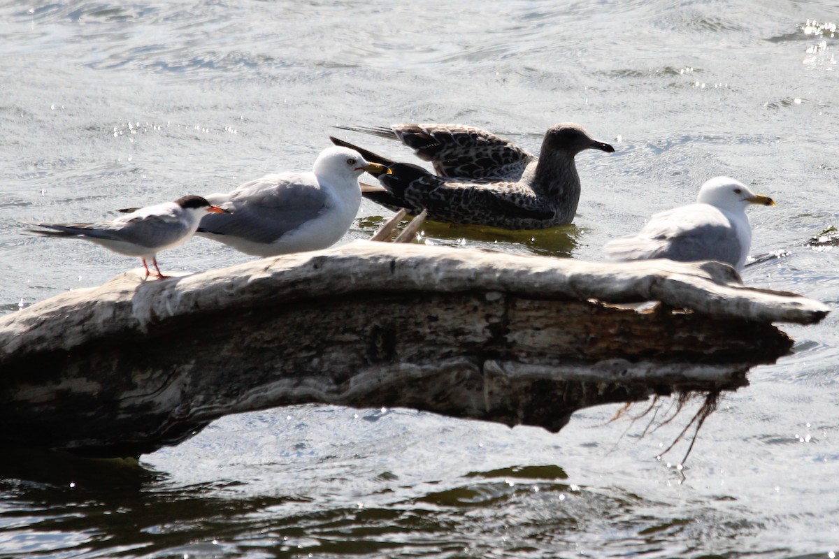 gull sp. - ML641042882