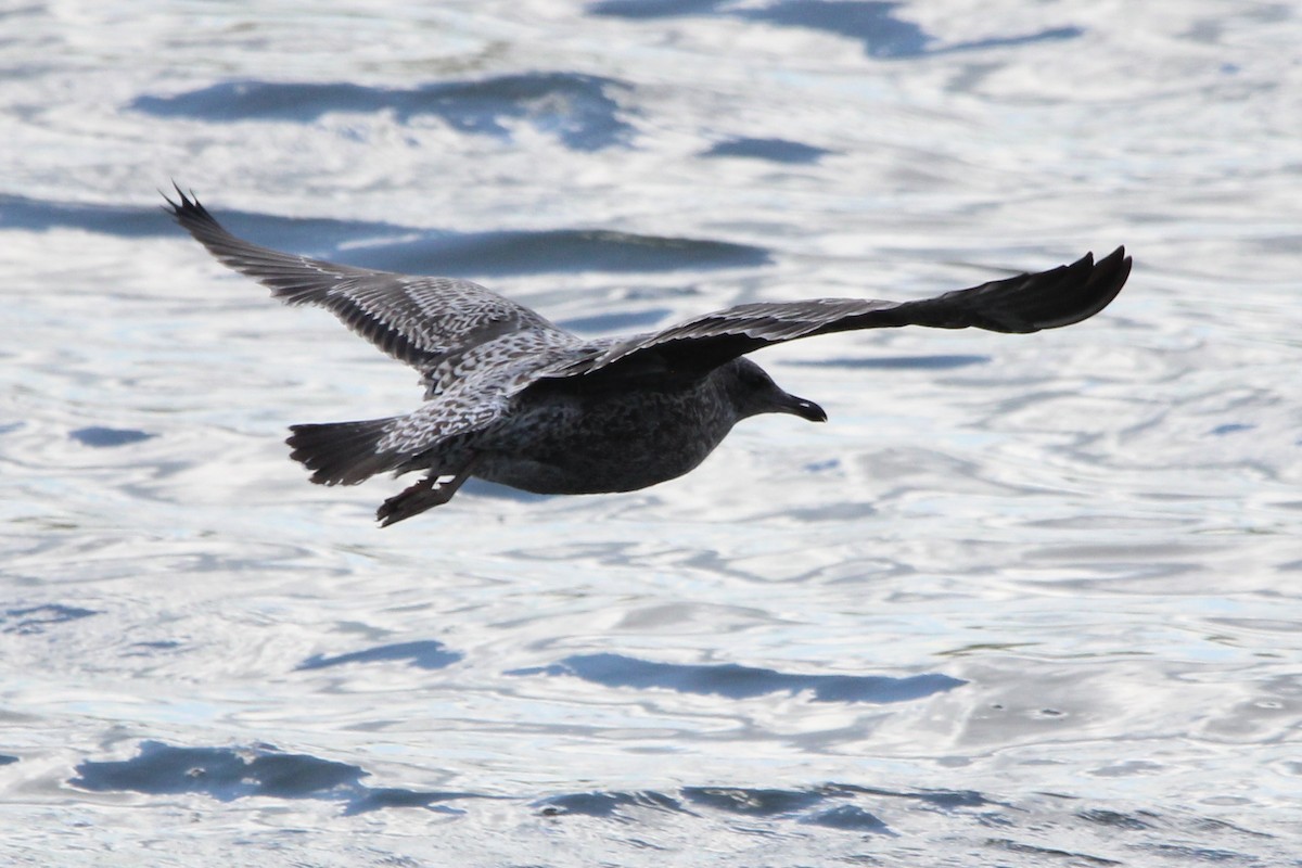 gull sp. - ML641042885