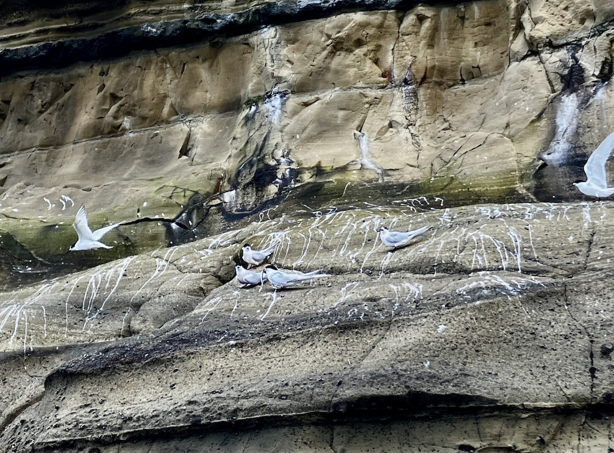White-fronted Tern - ML641042892