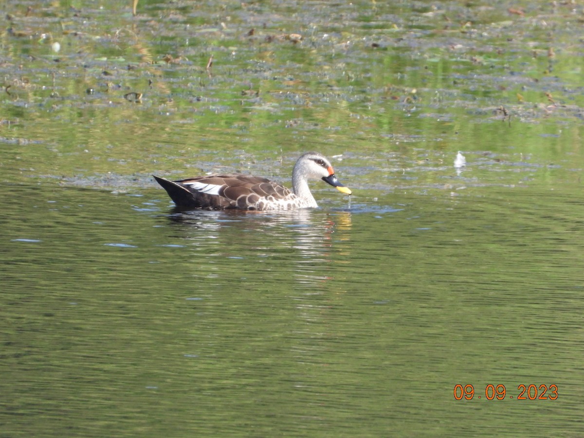 Indian Spot-billed Duck - ML641042970