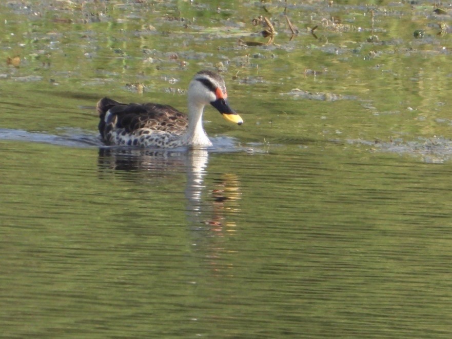 Indian Spot-billed Duck - ML641042971