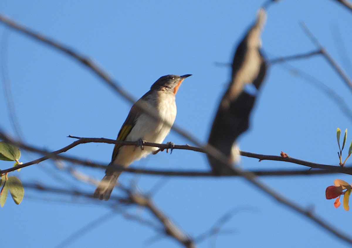 Rufous-throated Honeyeater - ML641042984