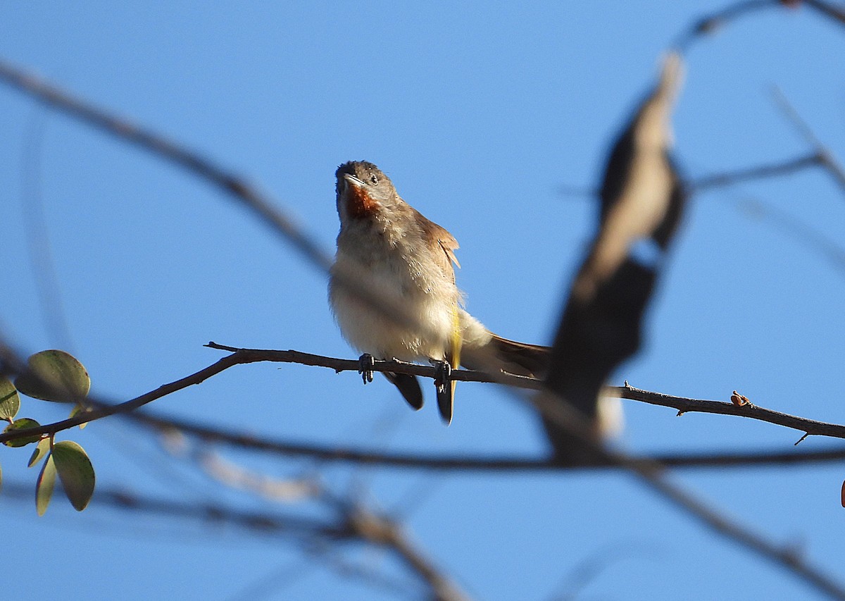 Rufous-throated Honeyeater - ML641042985
