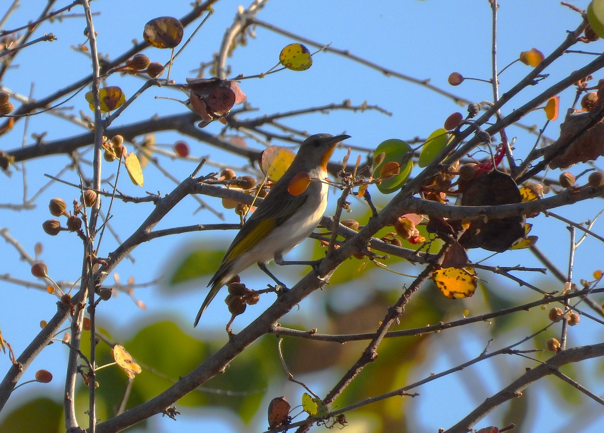 Rufous-throated Honeyeater - ML641042988
