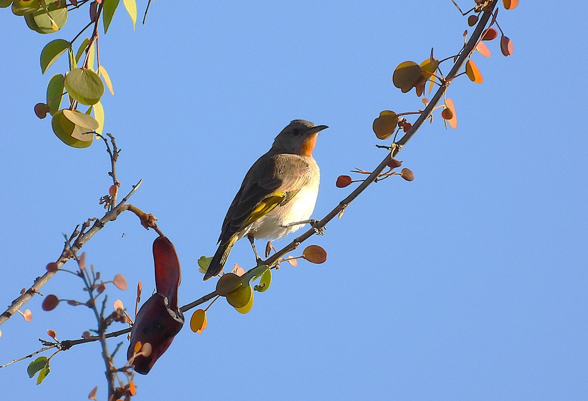 Rufous-throated Honeyeater - ML641043000