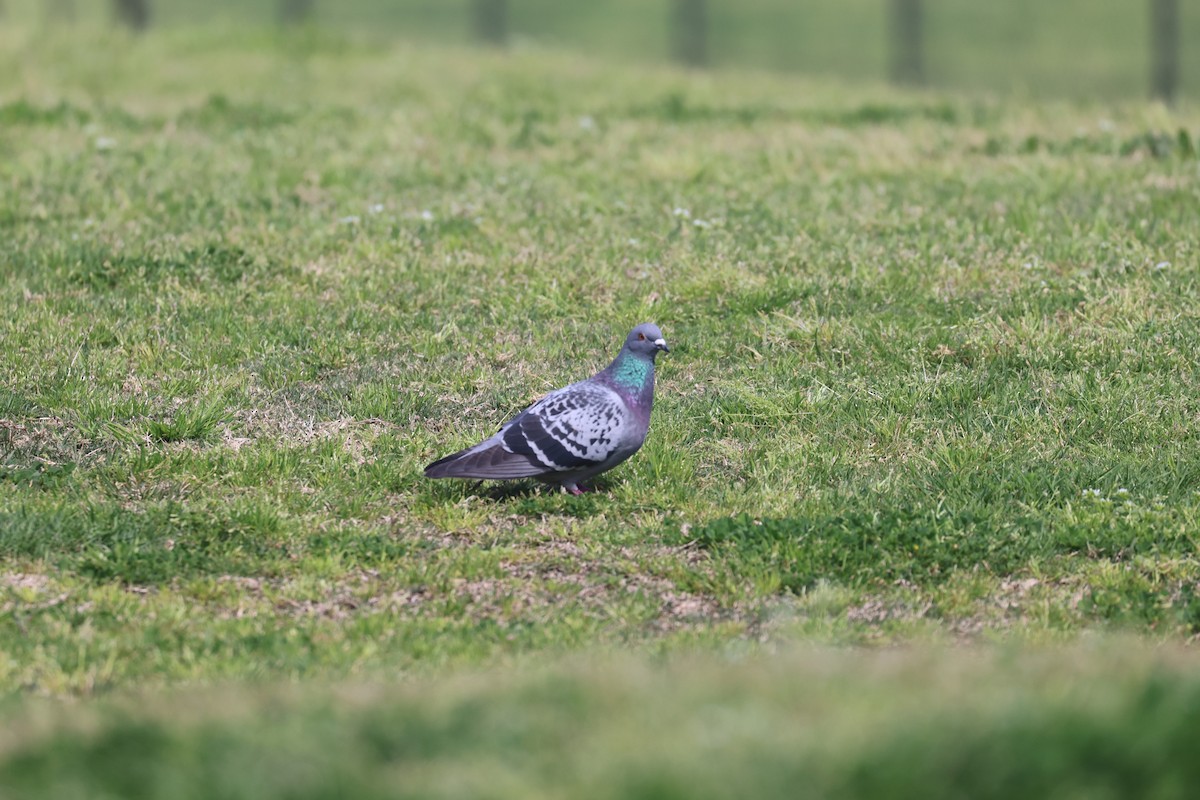 Rock Pigeon (Feral Pigeon) - ML641043004