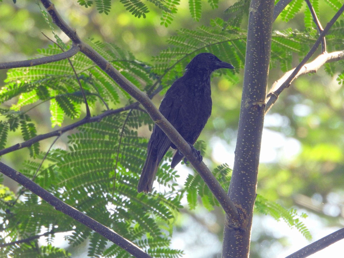 Samoan Starling - ML641043061