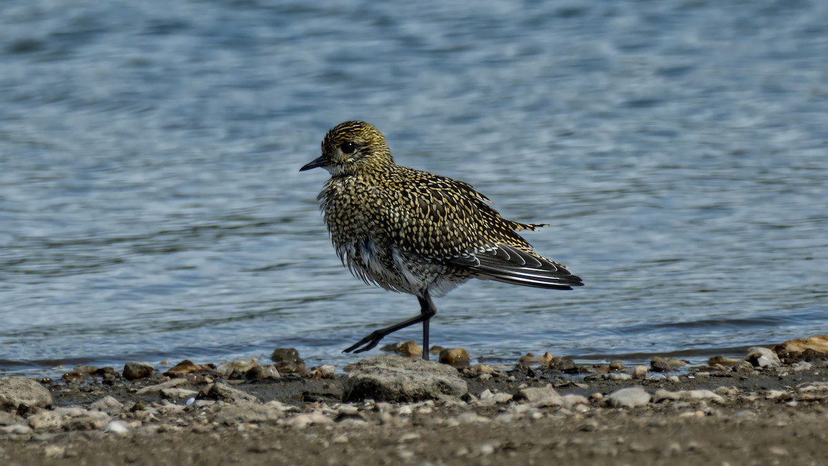 European Golden-Plover - ML641043062