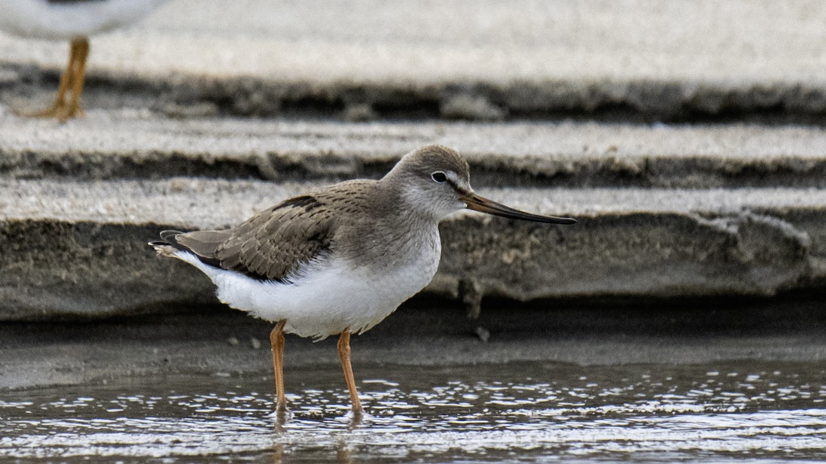 Terekwasserläufer - ML641043068