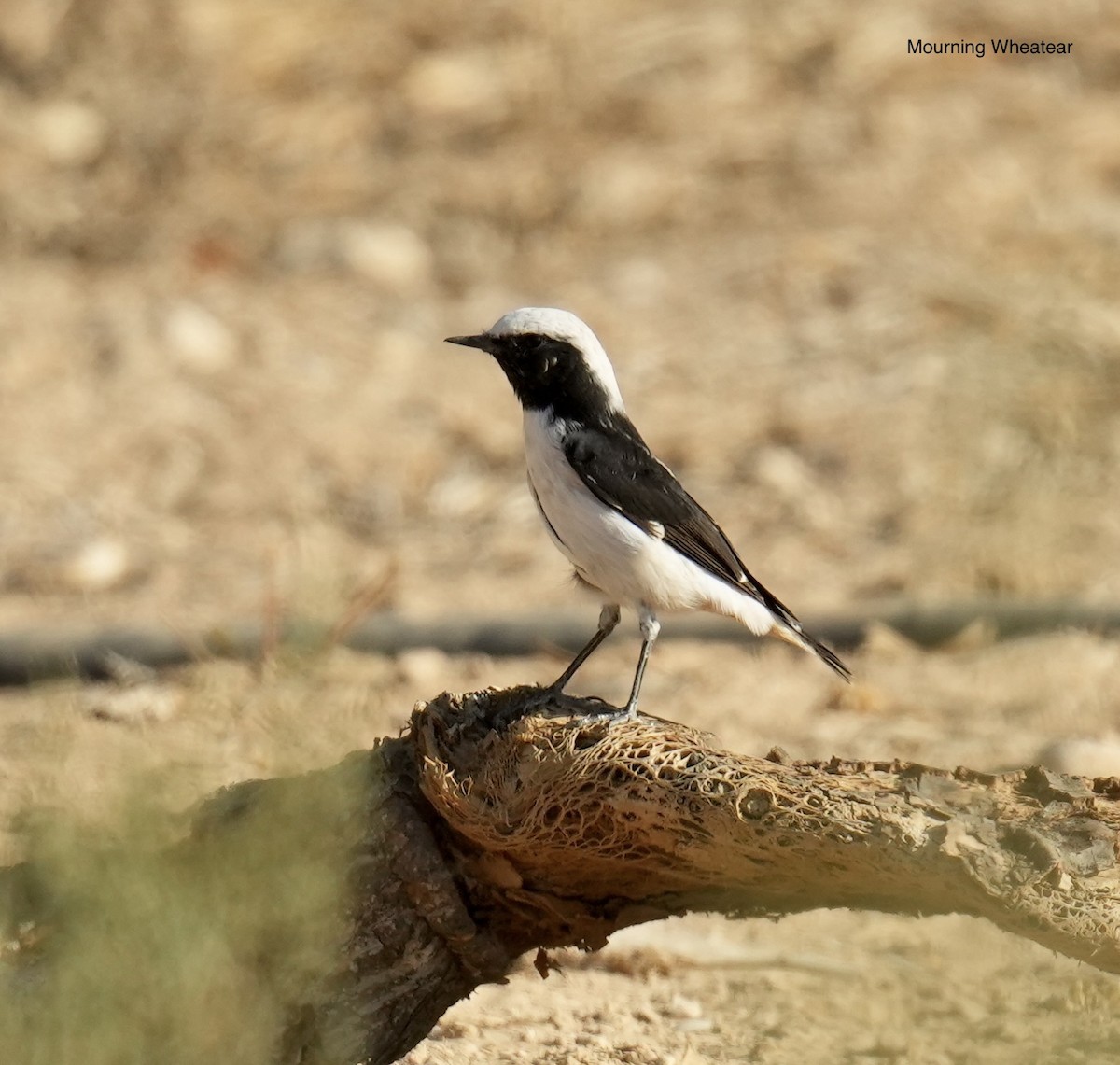 Mourning Wheatear - ML641043099
