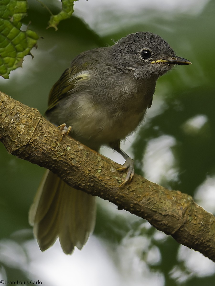 passerine sp. - ML641043197
