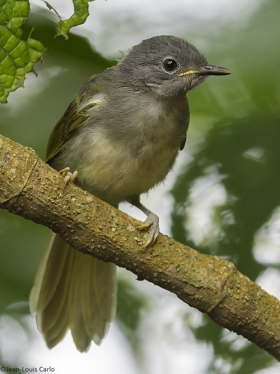 passerine sp. - ML641043198
