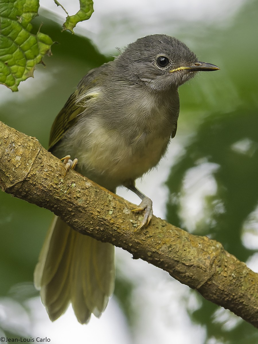 passerine sp. - ML641043199
