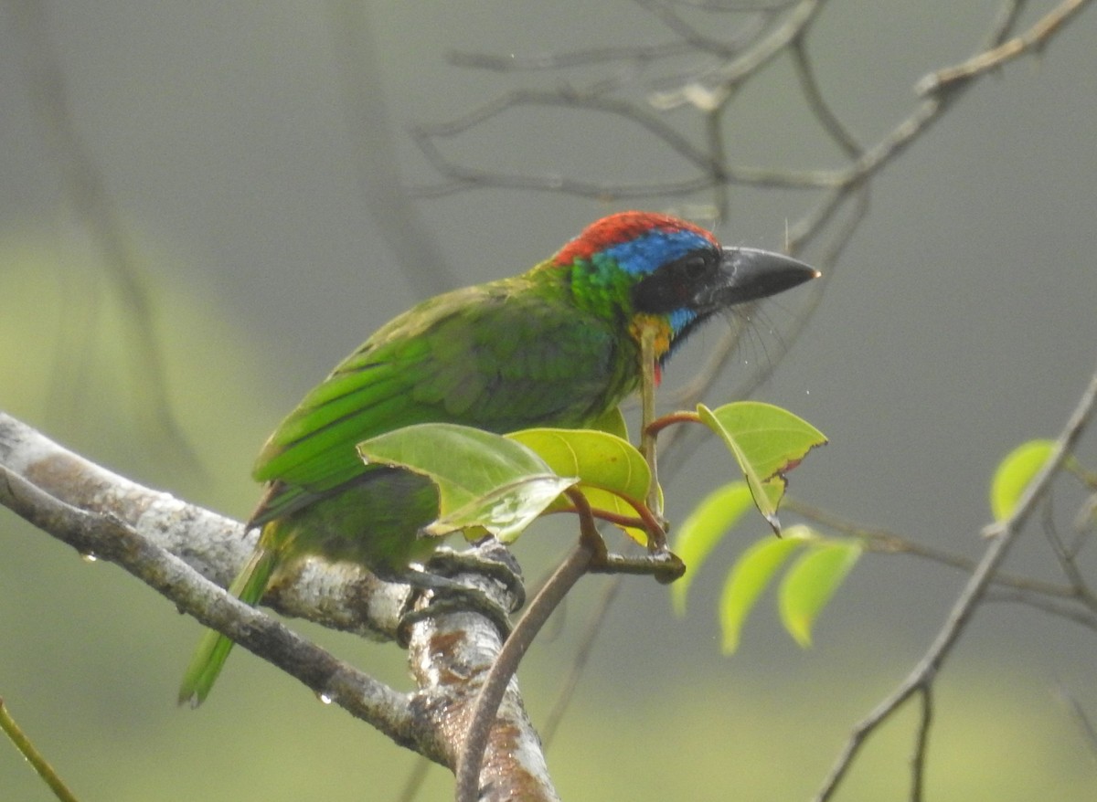 Vielfarben-Bartvogel - ML641043202