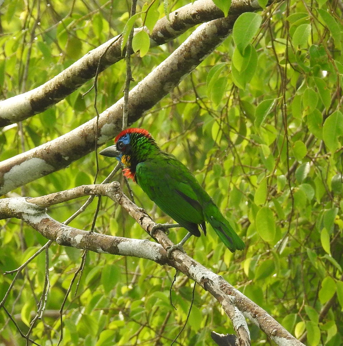 Vielfarben-Bartvogel - ML641043204