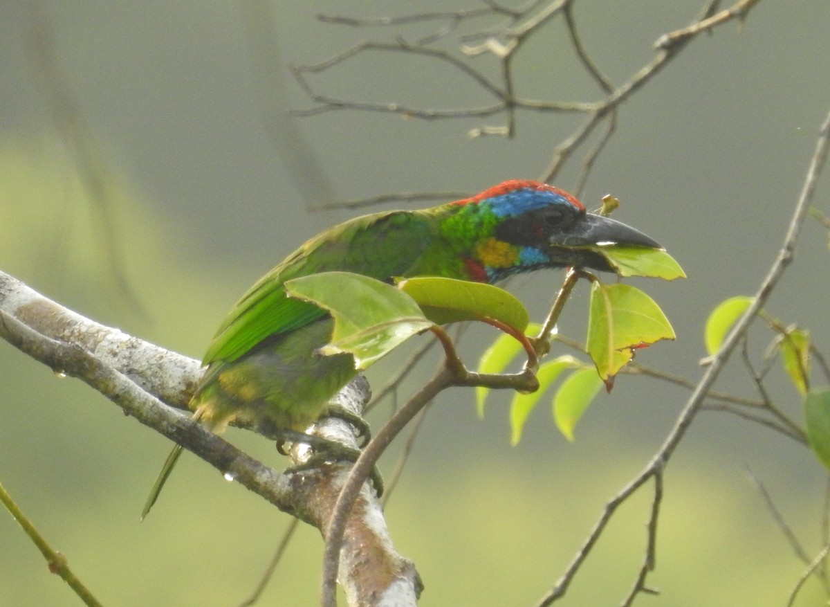 Vielfarben-Bartvogel - ML641043239