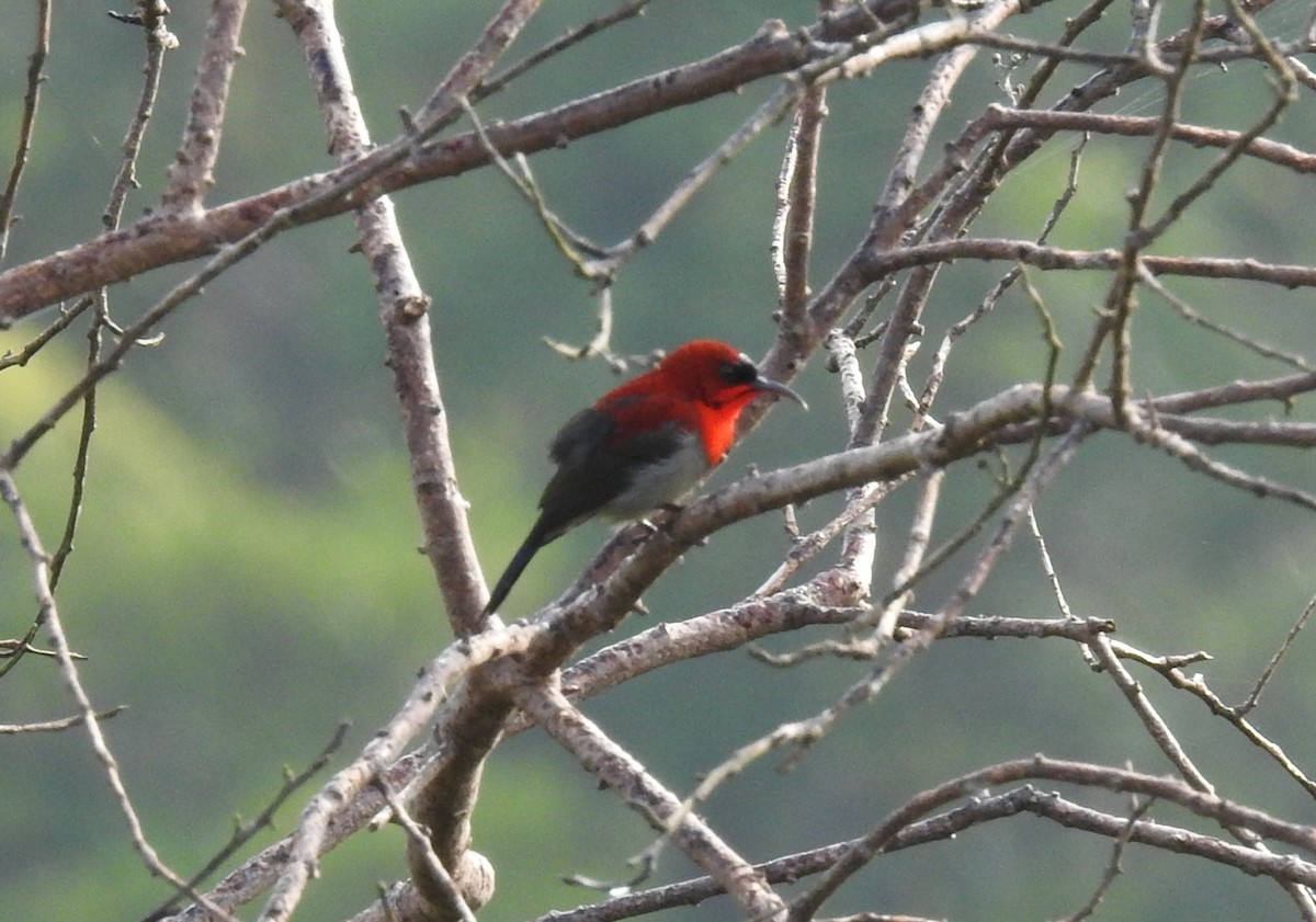 Karmesinnektarvogel - ML641043262