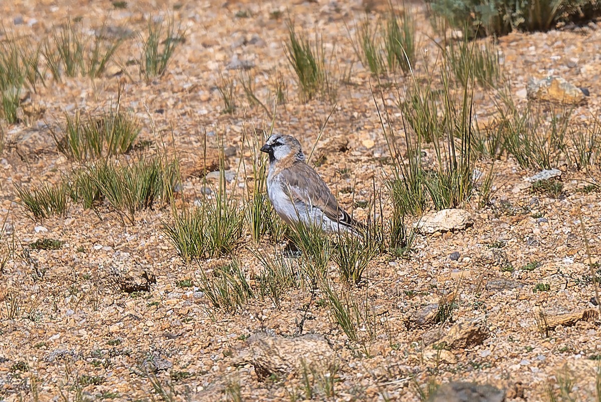 Blanford's Snowfinch - ML641043265