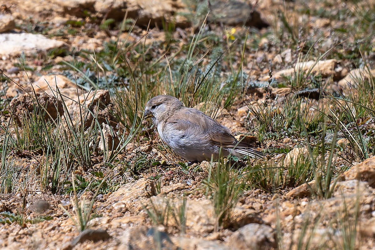 Blanford's Snowfinch - ML641043266
