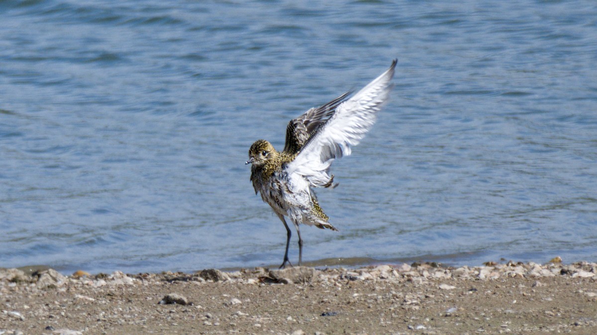 European Golden-Plover - ML641043268