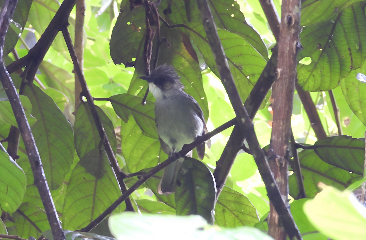 Ashy Bulbul - ML641043279