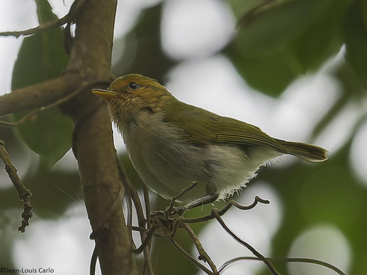 Red-faced Woodland-Warbler - ML641043284