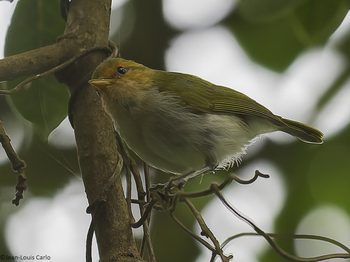 Red-faced Woodland-Warbler - ML641043285