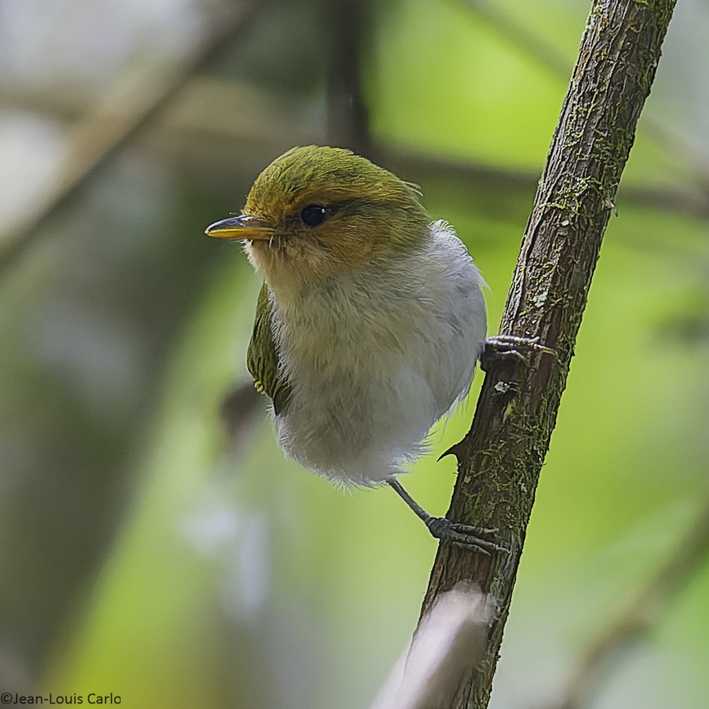 Red-faced Woodland-Warbler - ML641043330