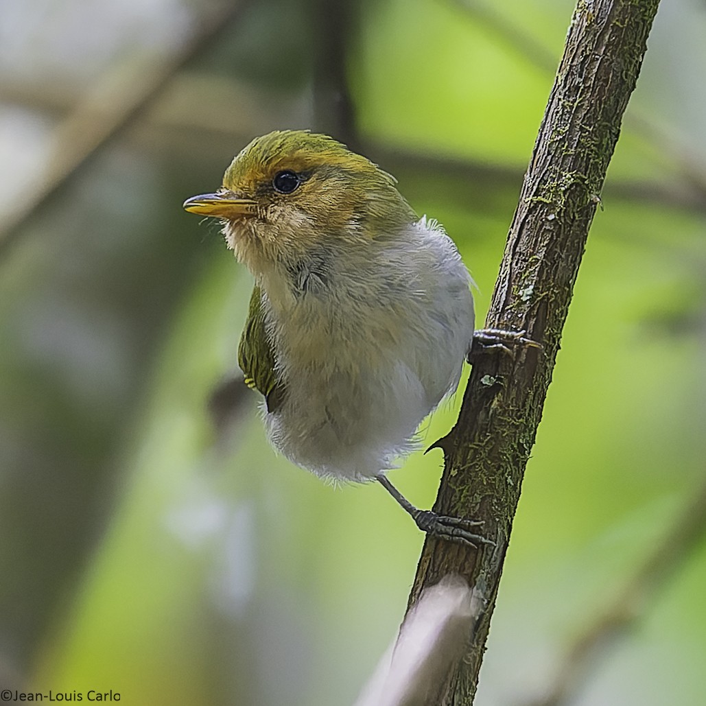Red-faced Woodland-Warbler - ML641043331