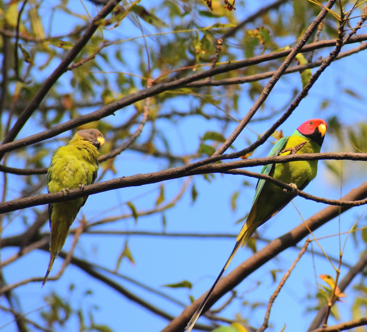 Plum-headed Parakeet - ML641043392