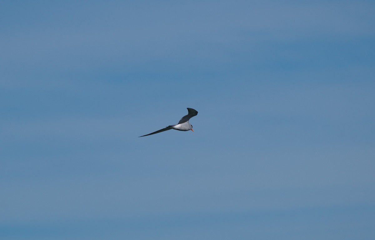 Black-fronted Tern - ML641043437