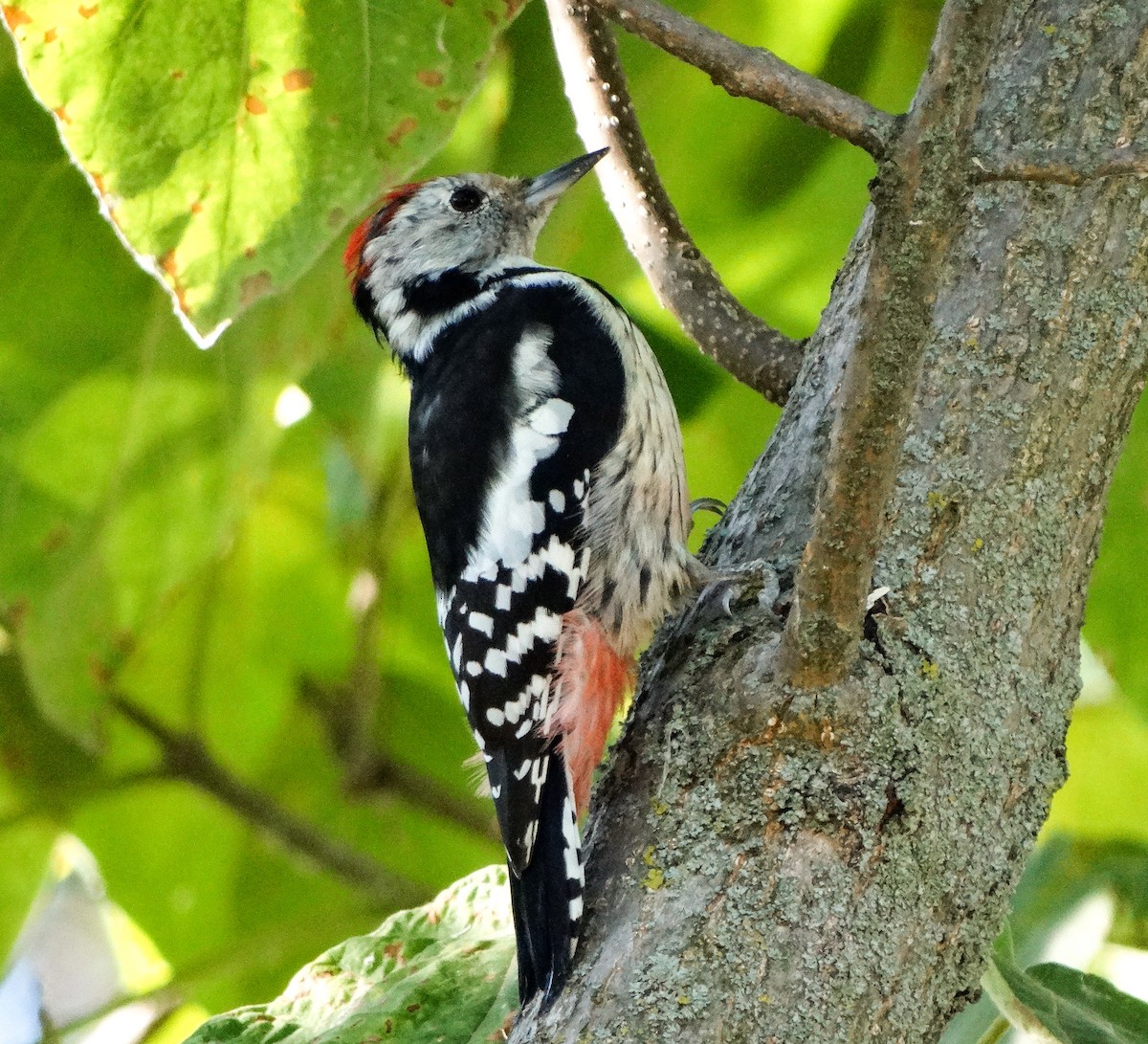 Middle Spotted Woodpecker - ML641043446