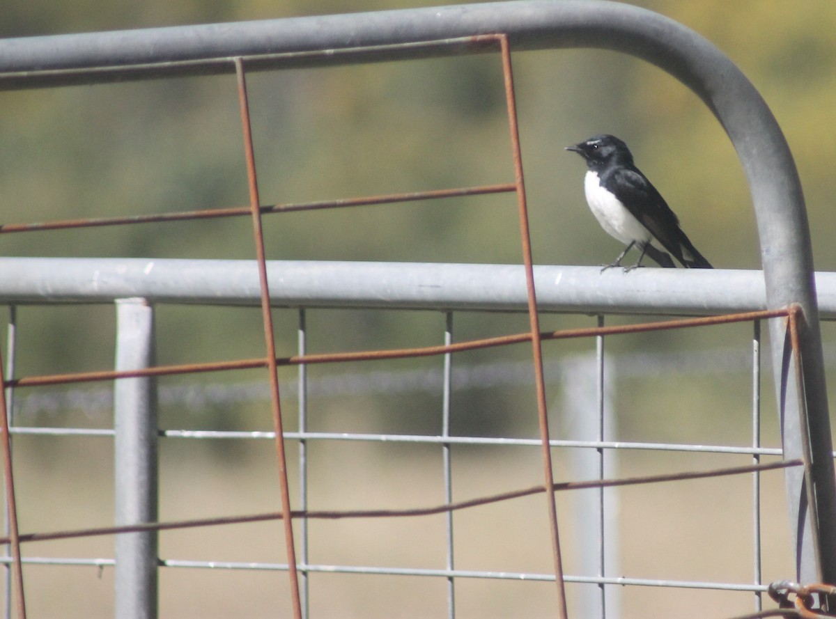 Willie-wagtail - ML641043448