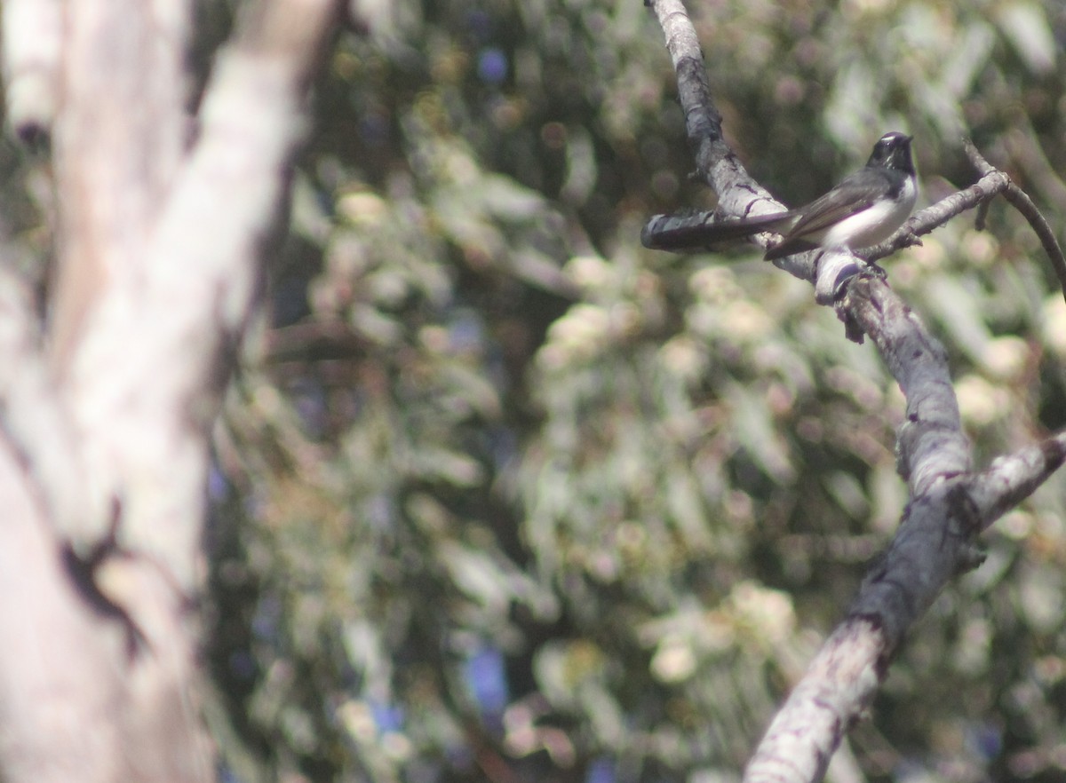 Willie-wagtail - ML641043449
