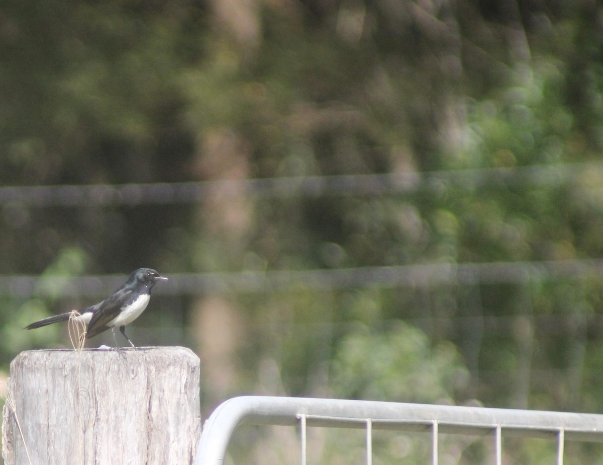 Willie-wagtail - ML641043450