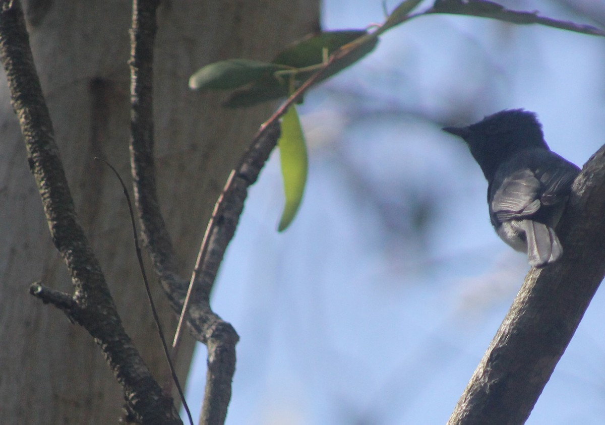 Leaden Flycatcher - ML641043451