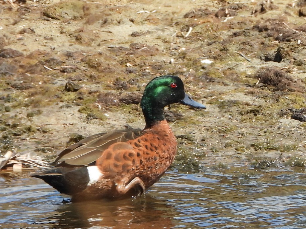 Chestnut Teal - ML641043452