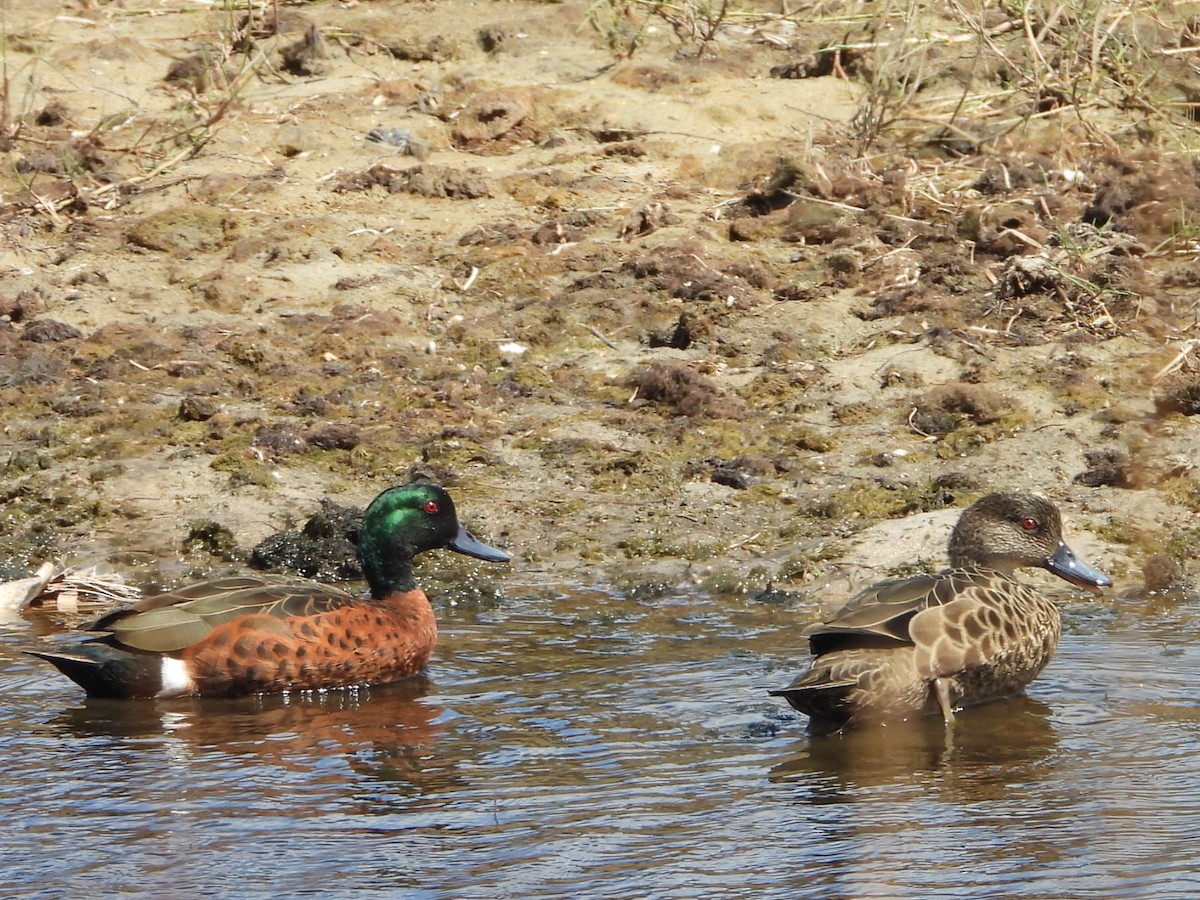 Chestnut Teal - ML641043453