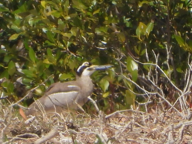 Beach Thick-knee - ML641043454