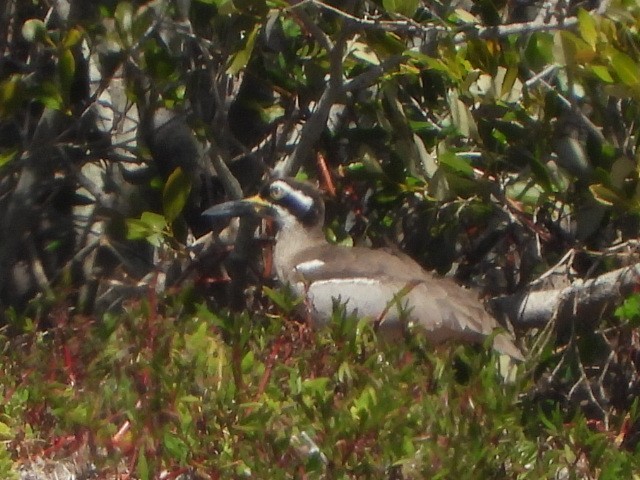 Beach Thick-knee - ML641043455