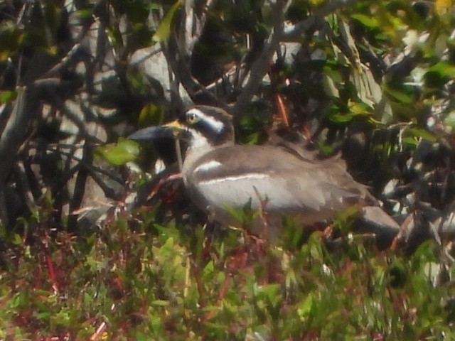 Beach Thick-knee - ML641043456