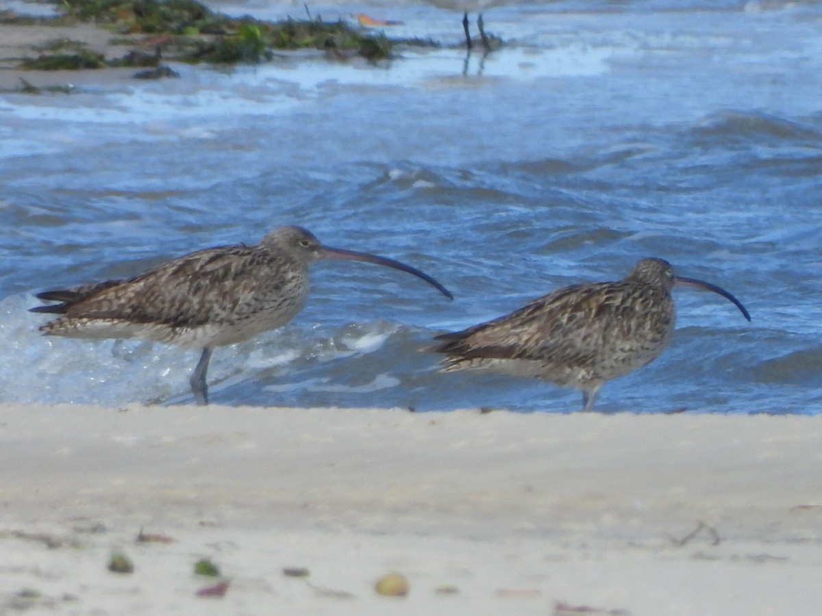 Far Eastern Curlew - ML641043458