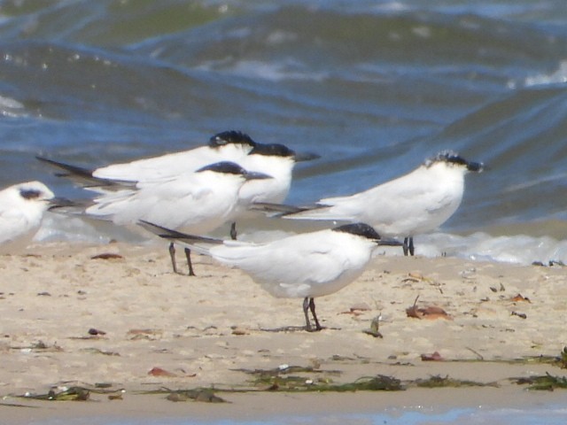 Australian Tern - ML641043459