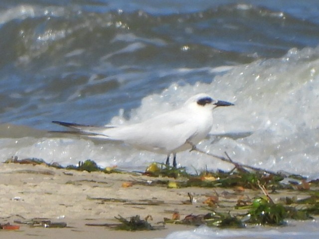 Australian Tern - ML641043460
