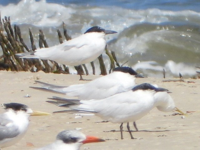 Australian Tern - ML641043461