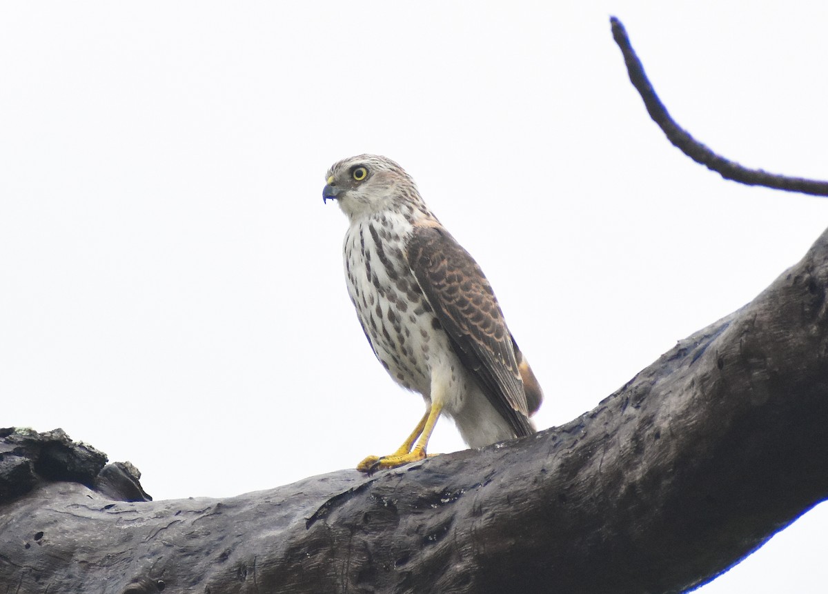 Shikra - ML641043462