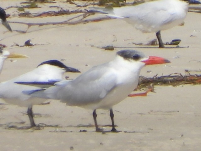 Caspian Tern - ML641043463