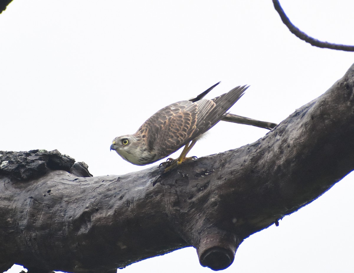 Shikra - ML641043464
