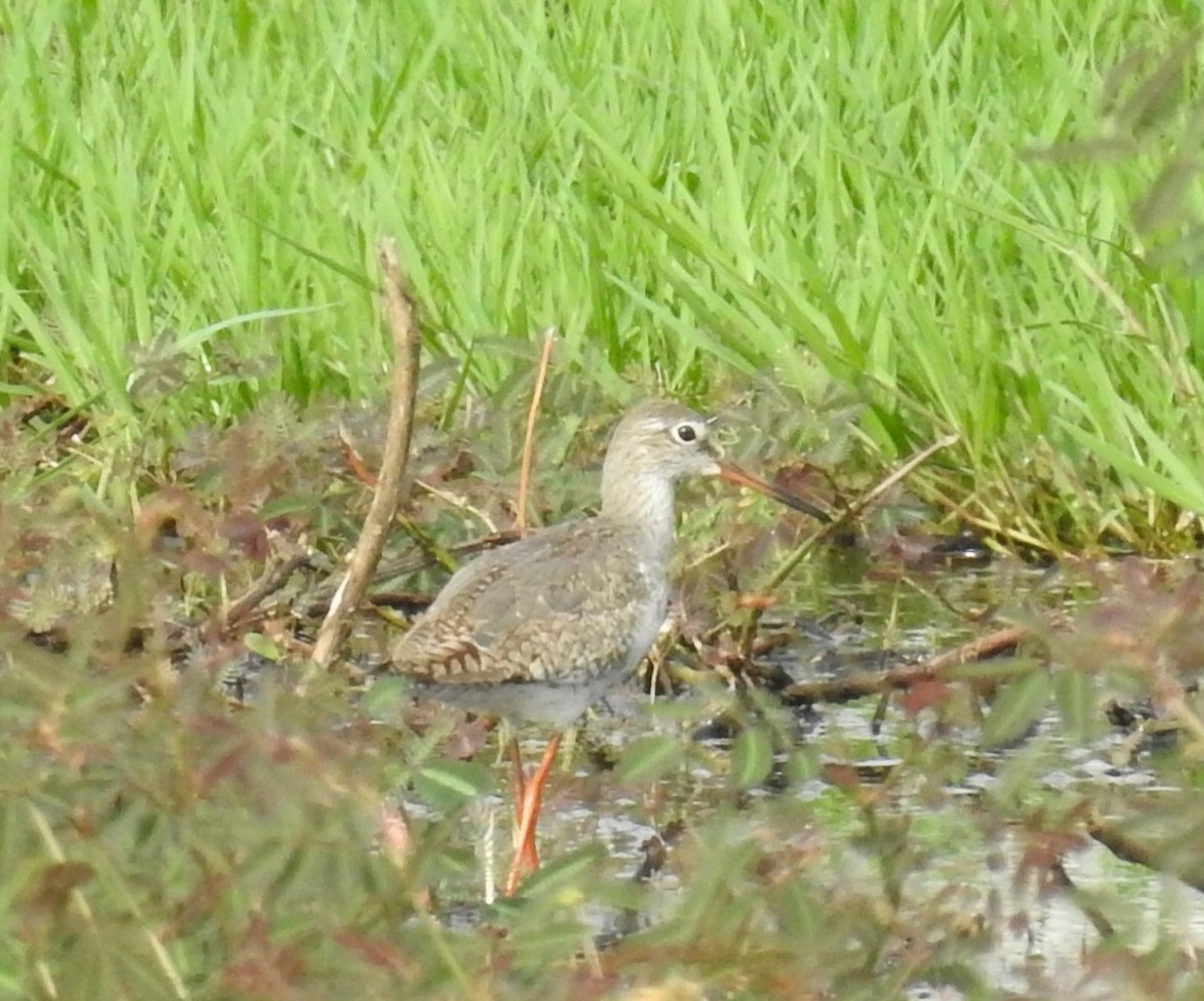 Common Redshank - ML641043466