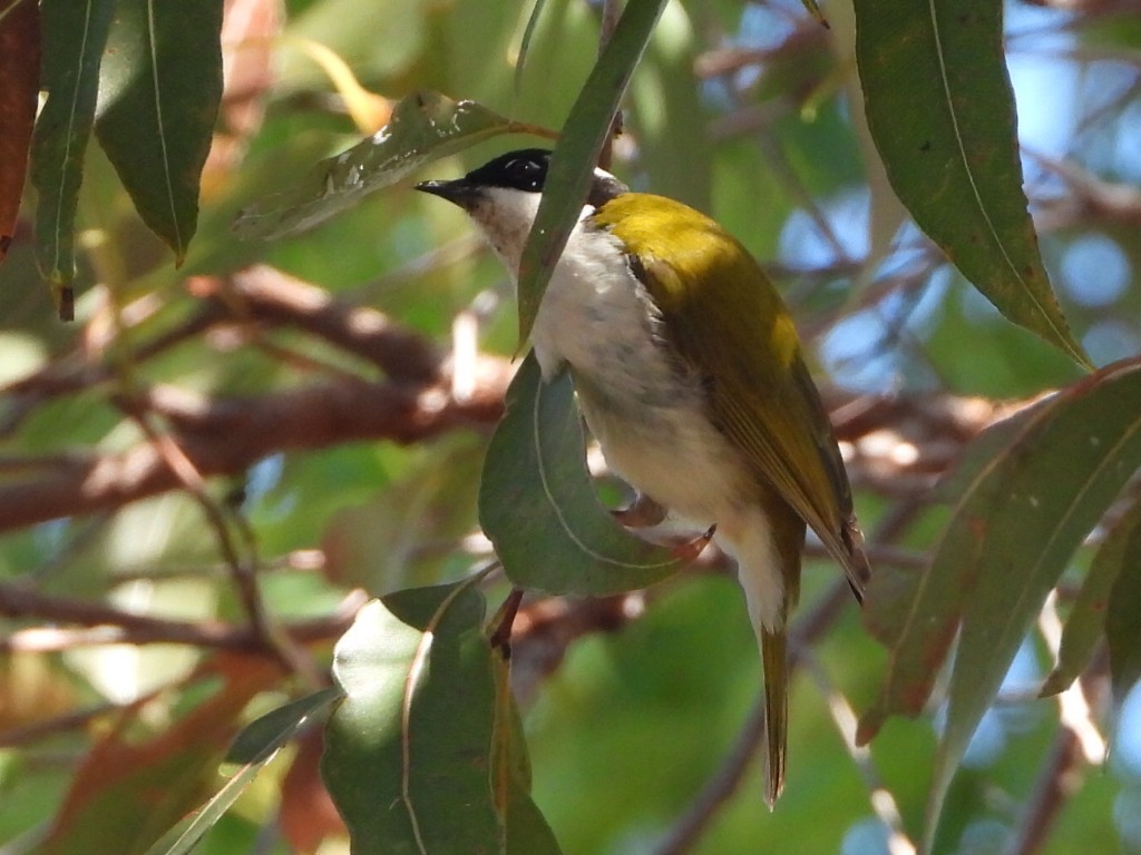 White-throated Honeyeater - ML641043467